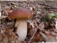 /album/galleria-foto/fungo-1-jpg/